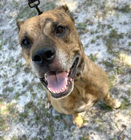 Enlarge Sir, a Adoptable mixed breed in Palm Coast, FL image 2/3