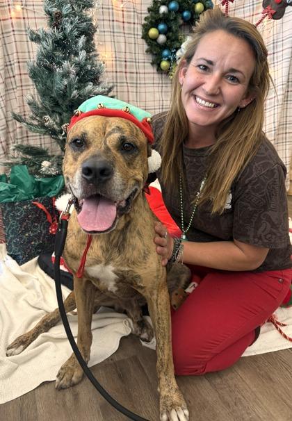 Enlarge Sir, a Adoptable mixed breed in Palm Coast, FL image 3/3