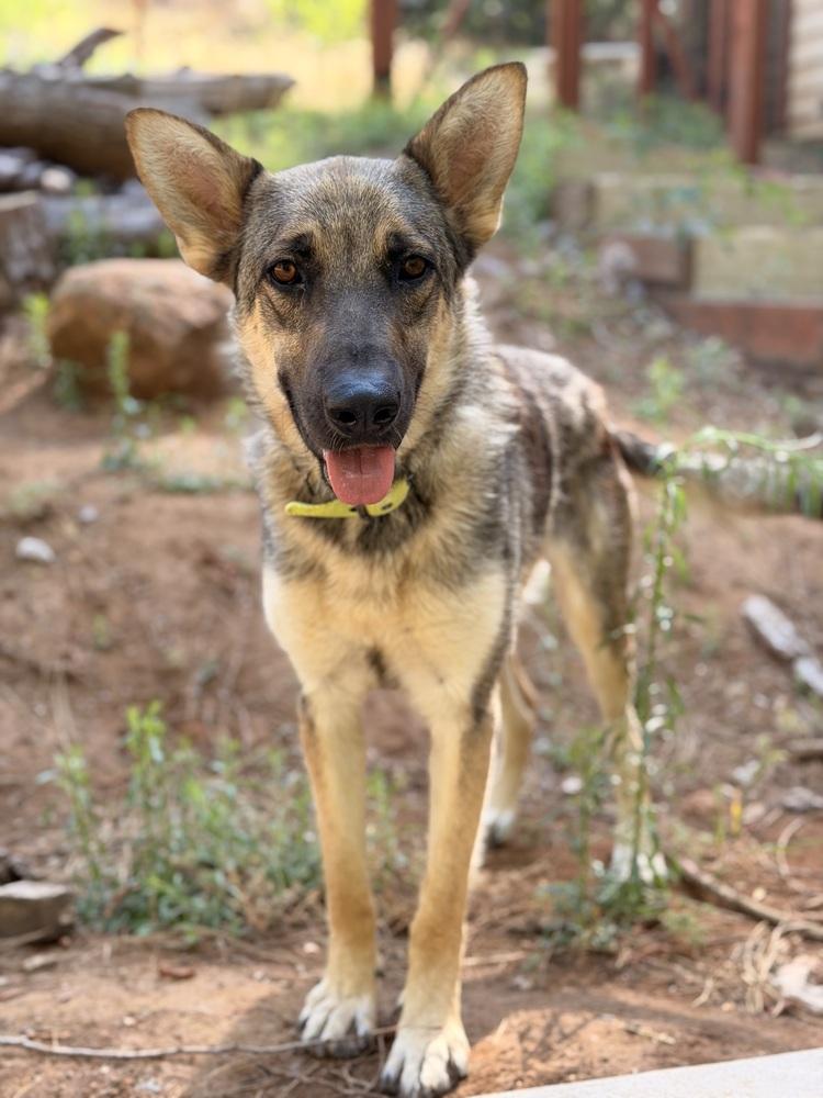 Mina, Adoptable, Young Female German Shepherd Dog.