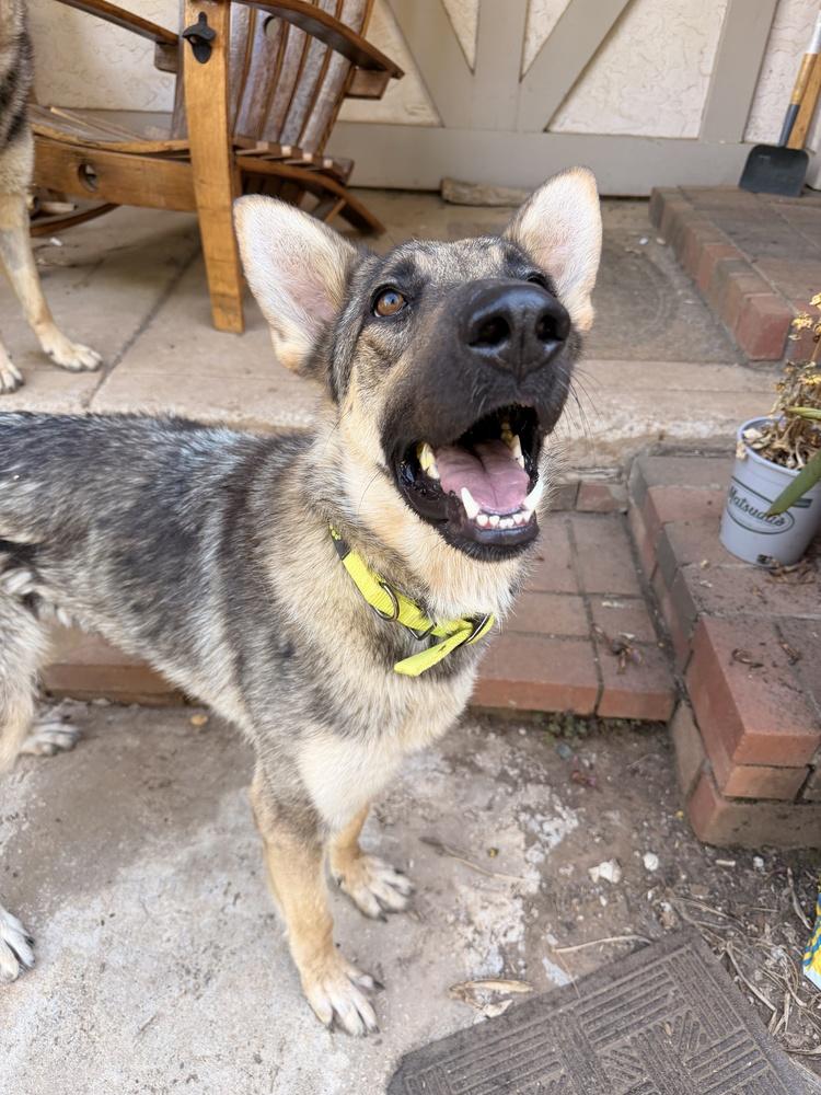 Mina, a Adoptable mixed breed in Pleasant Hill, CA image 2/2