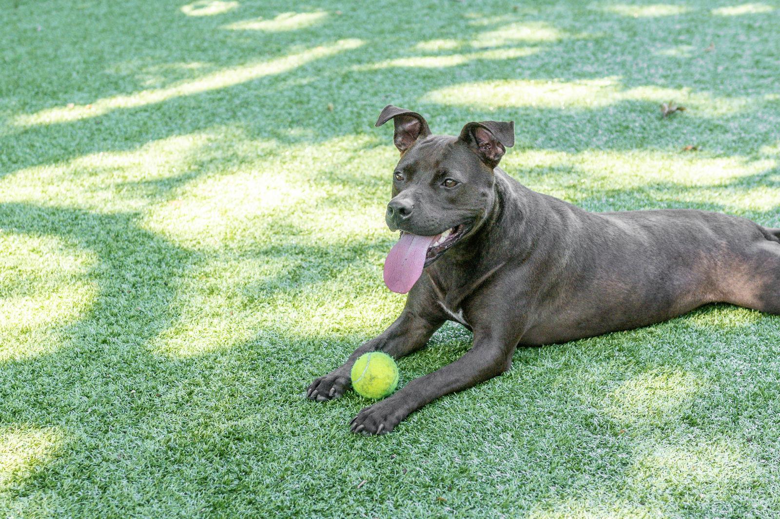 Reina, Adoptable, Adult Female Terrier.