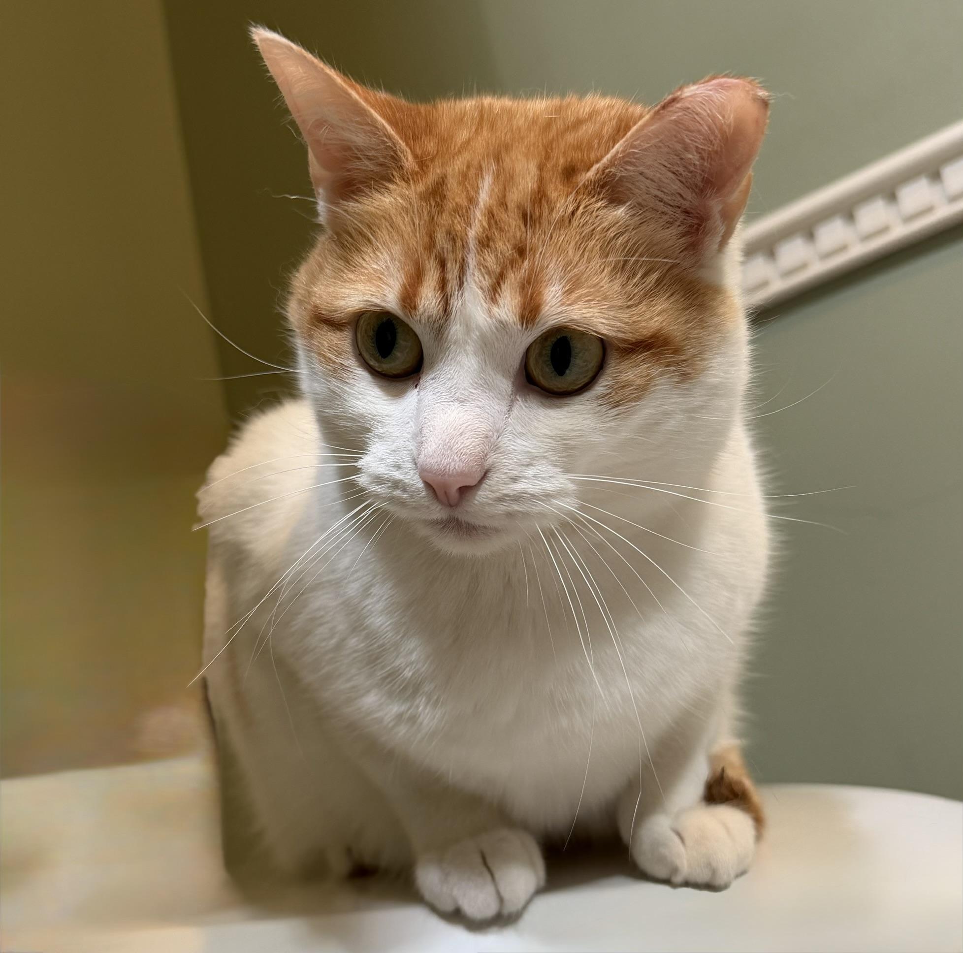 Enlarge Rosie the Riveter, a Adoptable Domestic Short Hair in Edina, MN image 3/5