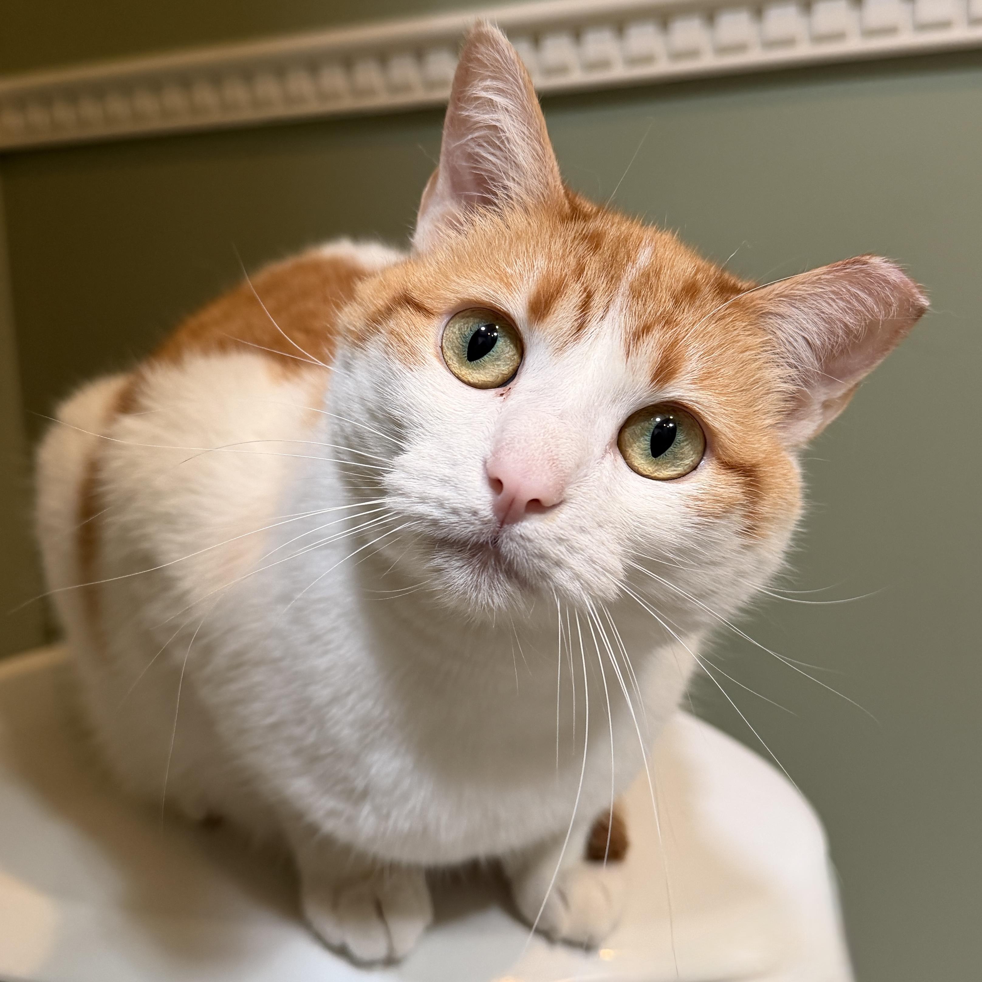 Enlarge Rosie the Riveter, a Adoptable Domestic Short Hair in Edina, MN image 5/5