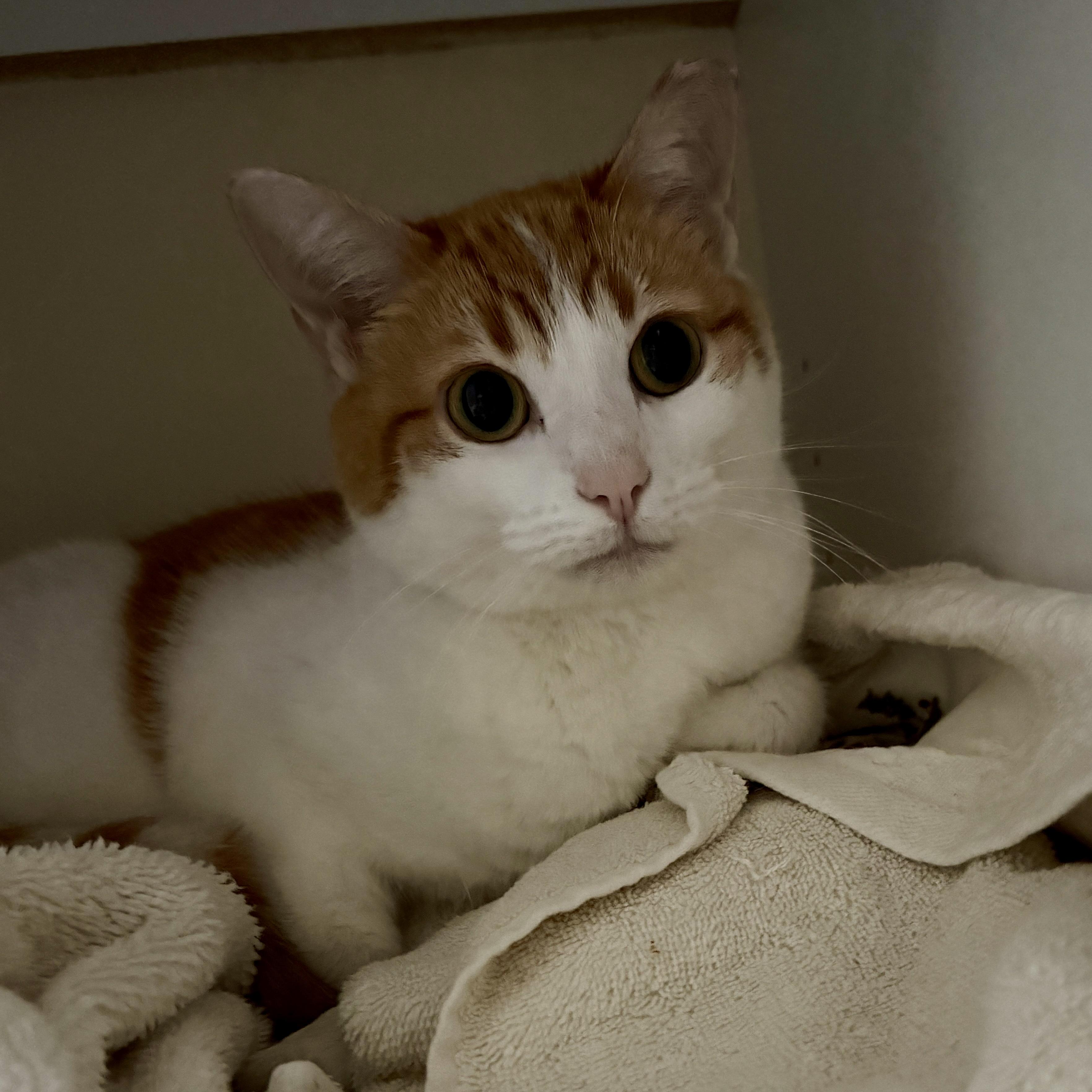 Enlarge Rosie the Riveter, a Adoptable Domestic Short Hair in Edina, MN image 2/5