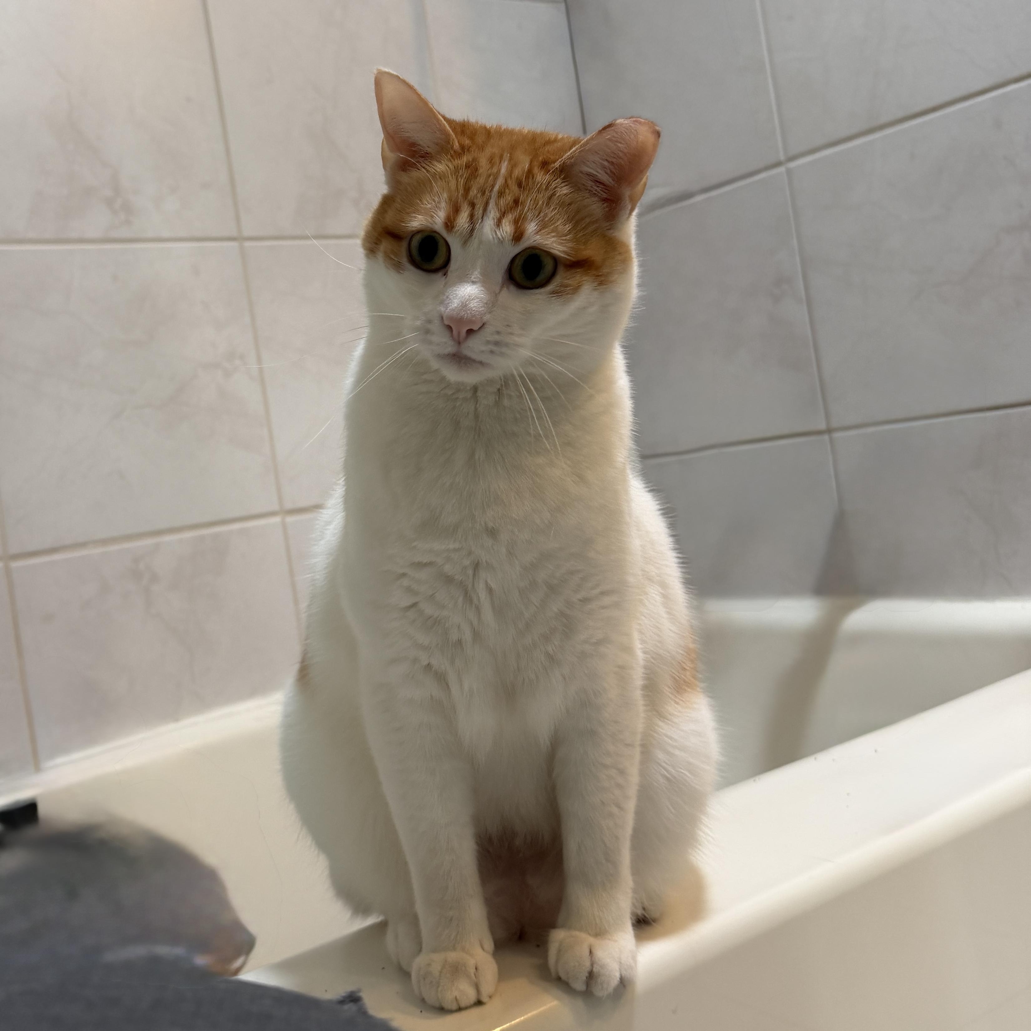 Rosie the Riveter, Adoptable, Adult Female Domestic Short Hair.