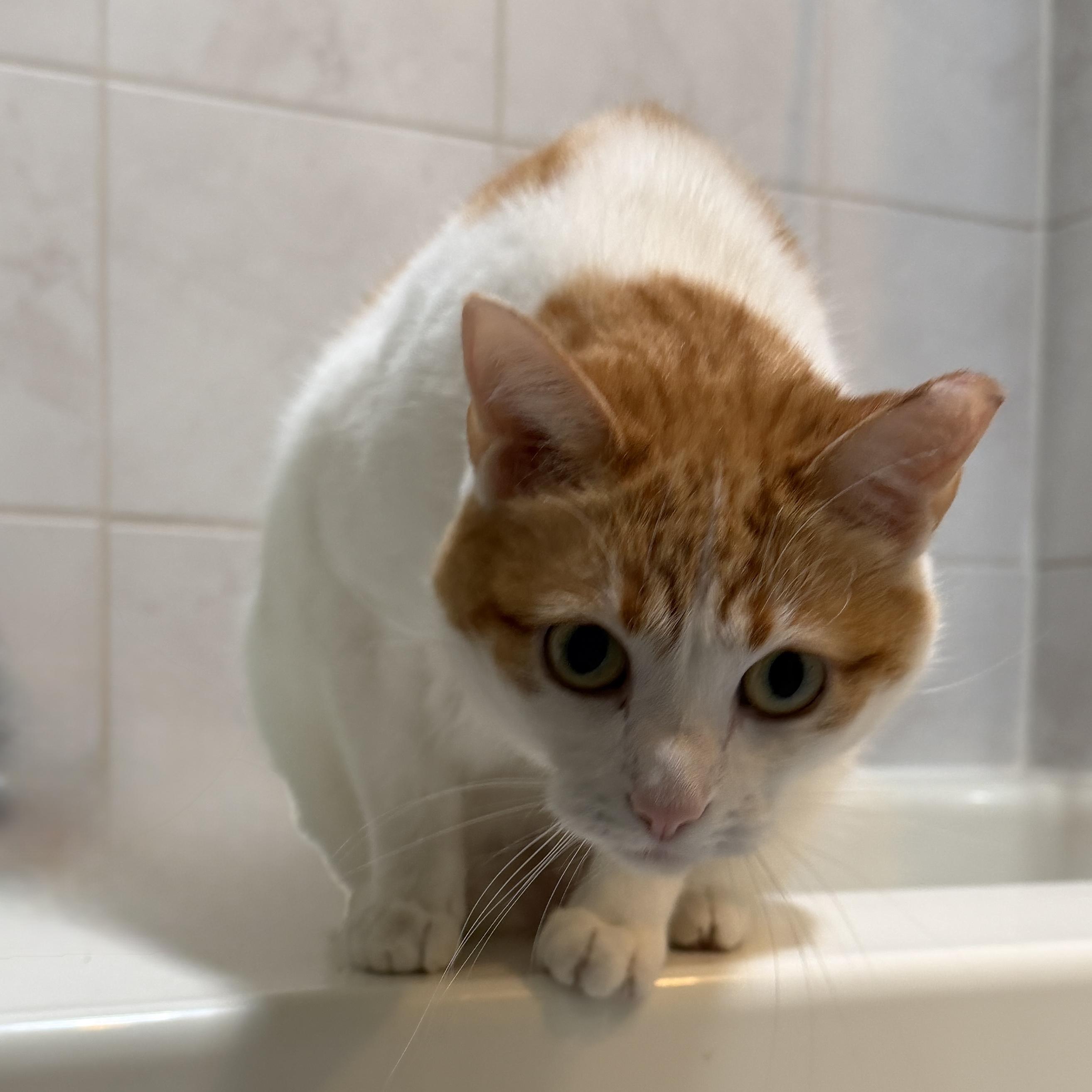 Enlarge Rosie the Riveter, a Adoptable Domestic Short Hair in Edina, MN image 4/5