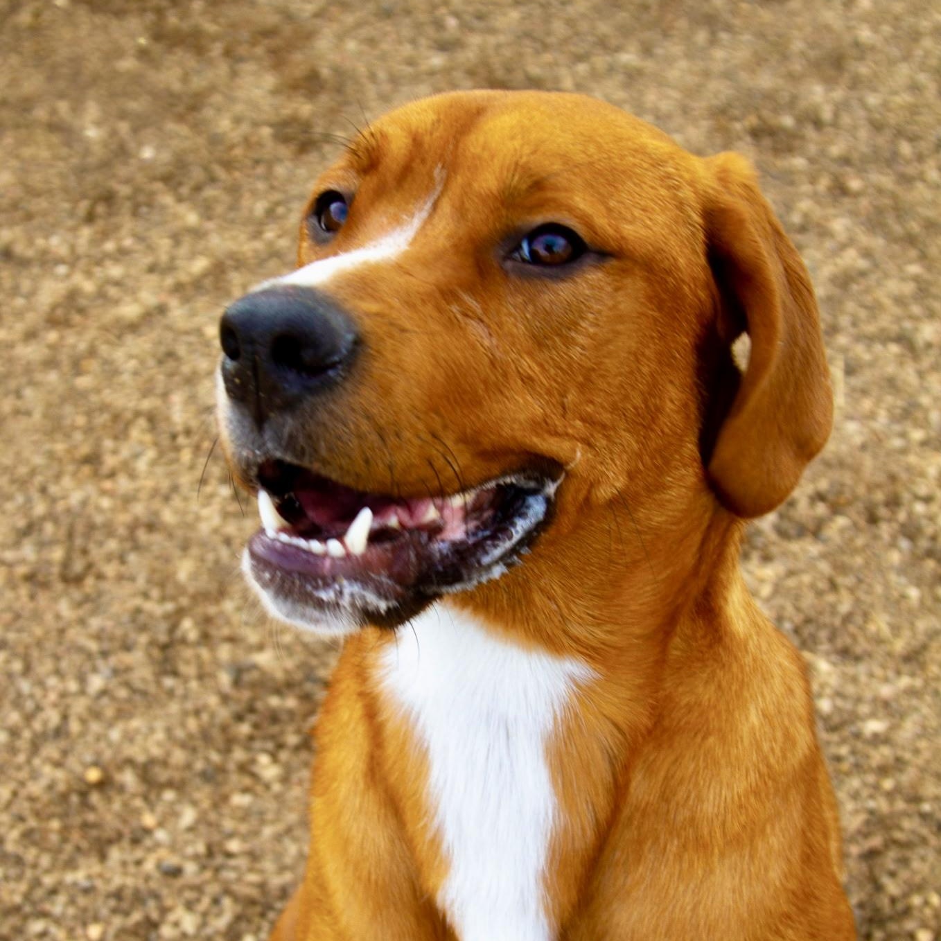 Enlarge Coco, a hold mixed breed in Rapid City, SD image 1/6