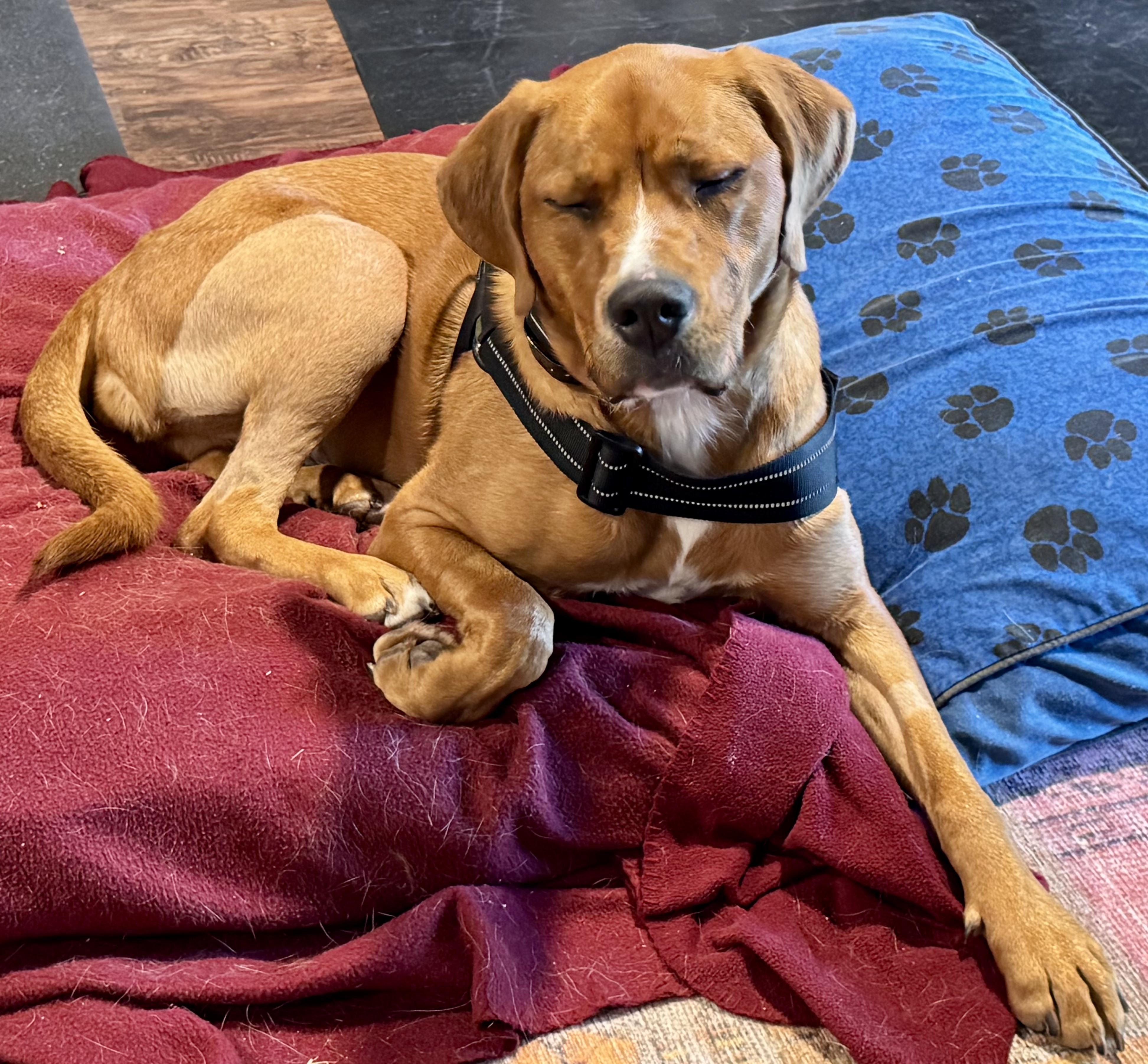 Enlarge Coco, a hold mixed breed in Rapid City, SD image 6/6