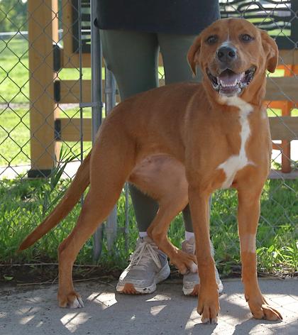 Coco, a ADOPTABLE mixed breed in Rapid City, SD image 1/3