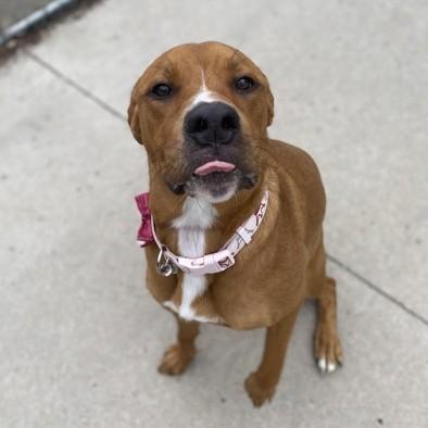 Coco, a ADOPTABLE mixed breed in Rapid City, SD image 2/3