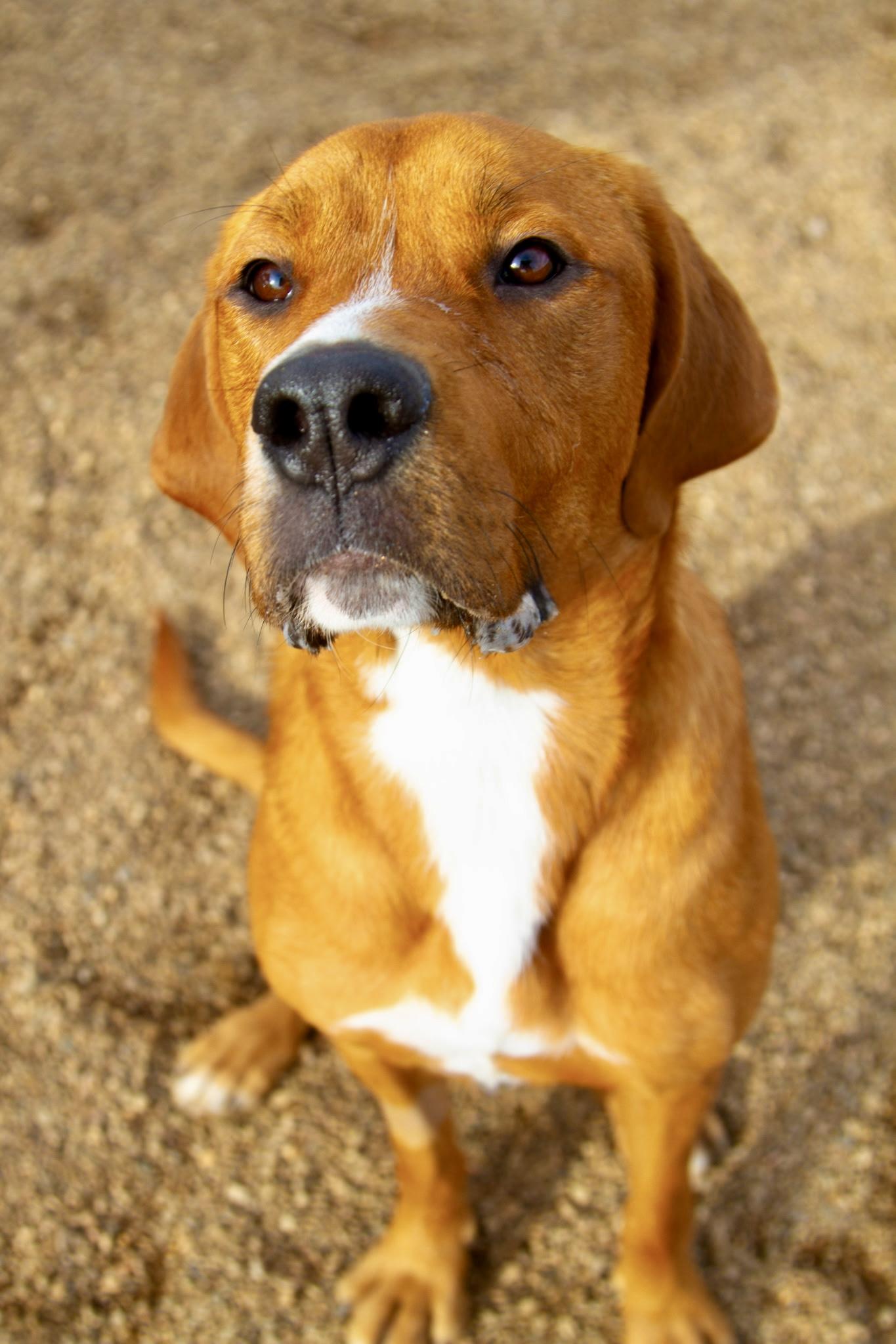 Enlarge Coco, a hold mixed breed in Rapid City, SD image 3/6