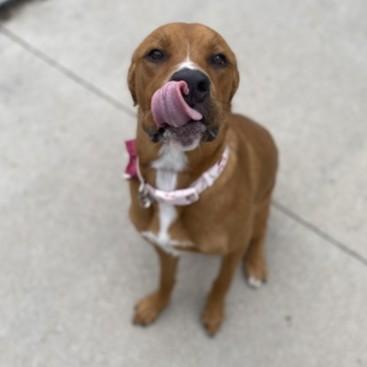 Coco, a ADOPTABLE mixed breed in Rapid City, SD image 3/3