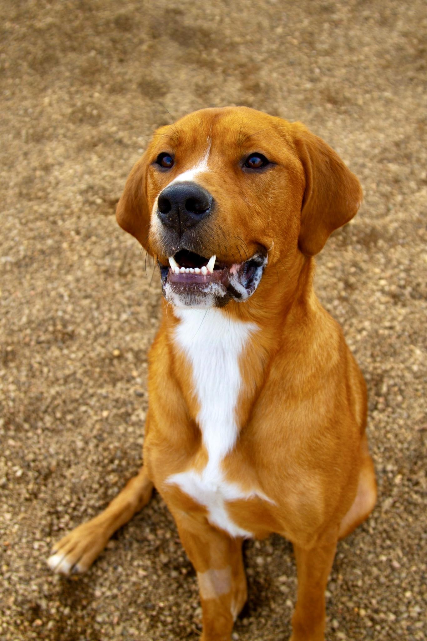 Enlarge Coco, a hold mixed breed in Rapid City, SD image 2/6