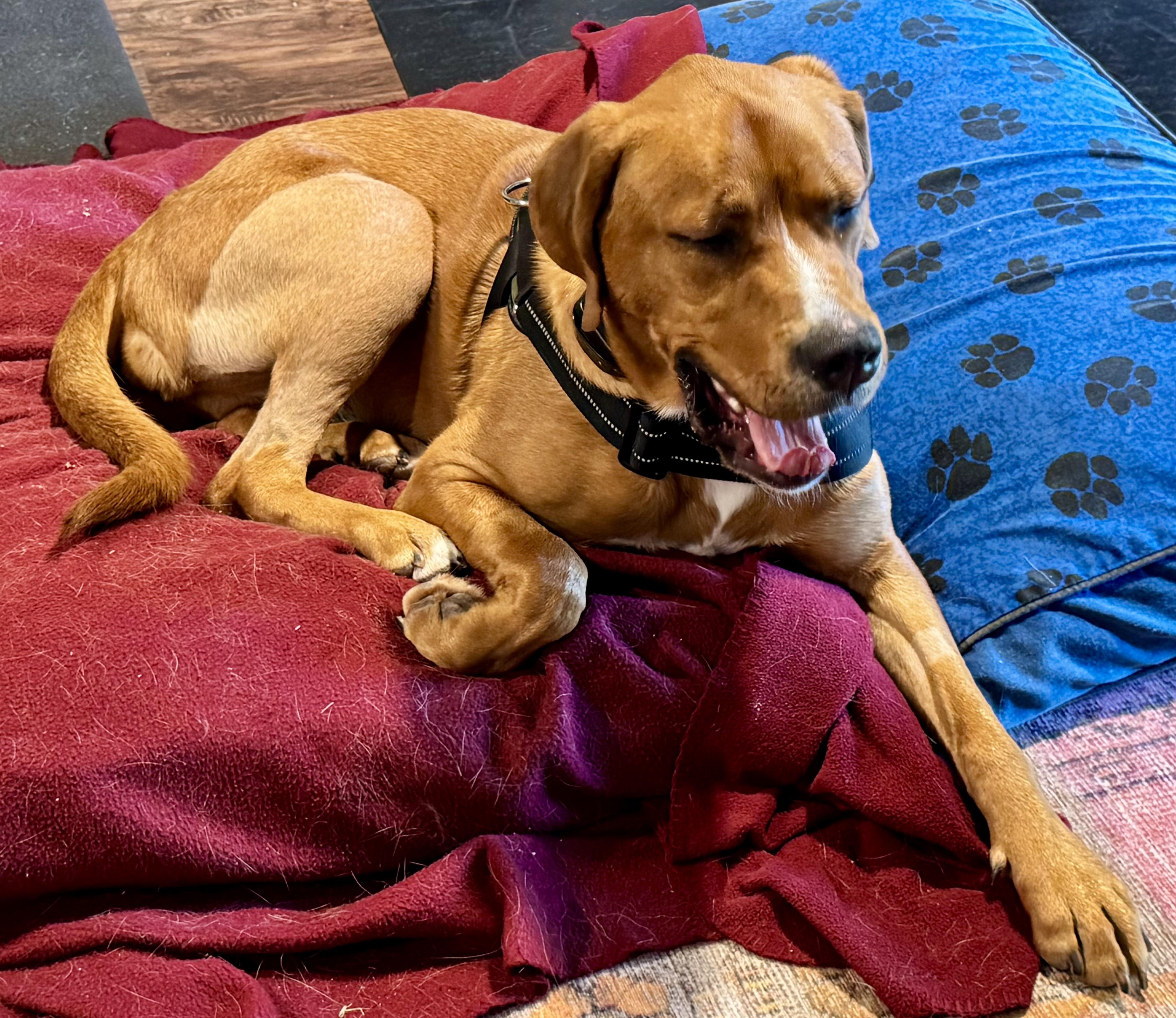 Enlarge Coco, a hold mixed breed in Rapid City, SD image 4/6