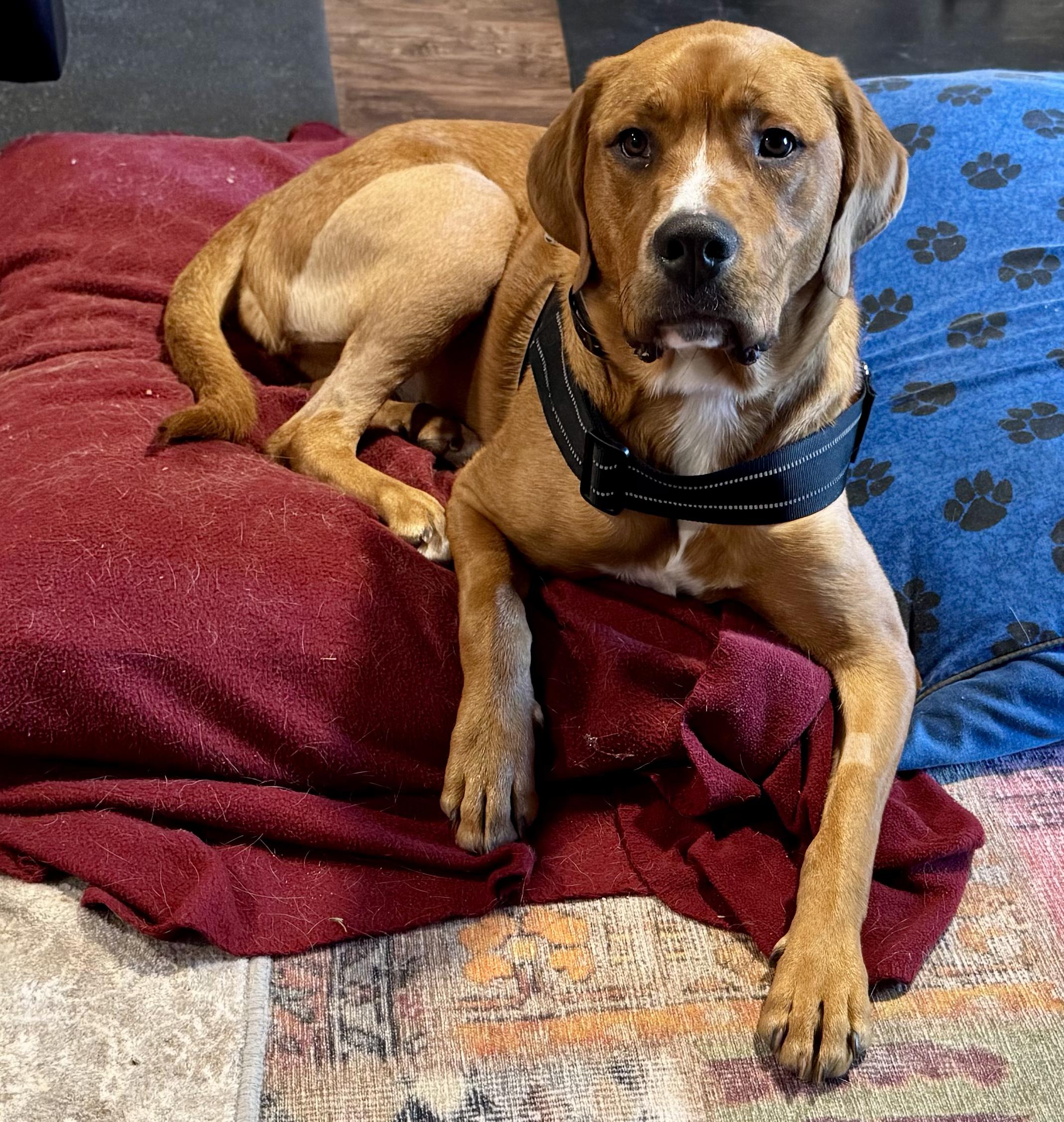 Enlarge Coco, a hold mixed breed in Rapid City, SD image 5/6