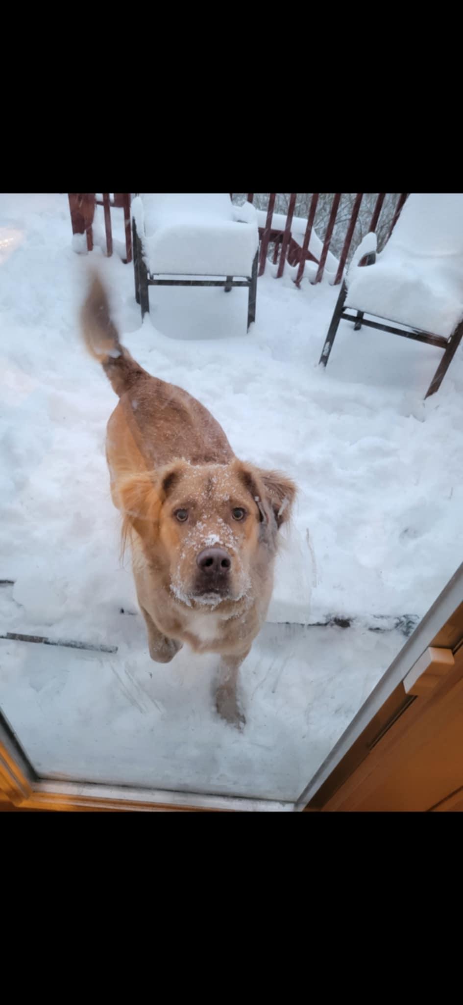 Enlarge Archer, a Adoptable mixed breed in Richmond, KY image 5/6