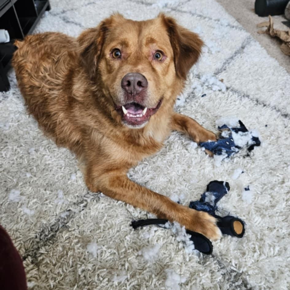 Enlarge Archer, a Adoptable mixed breed in Richmond, KY image 2/6