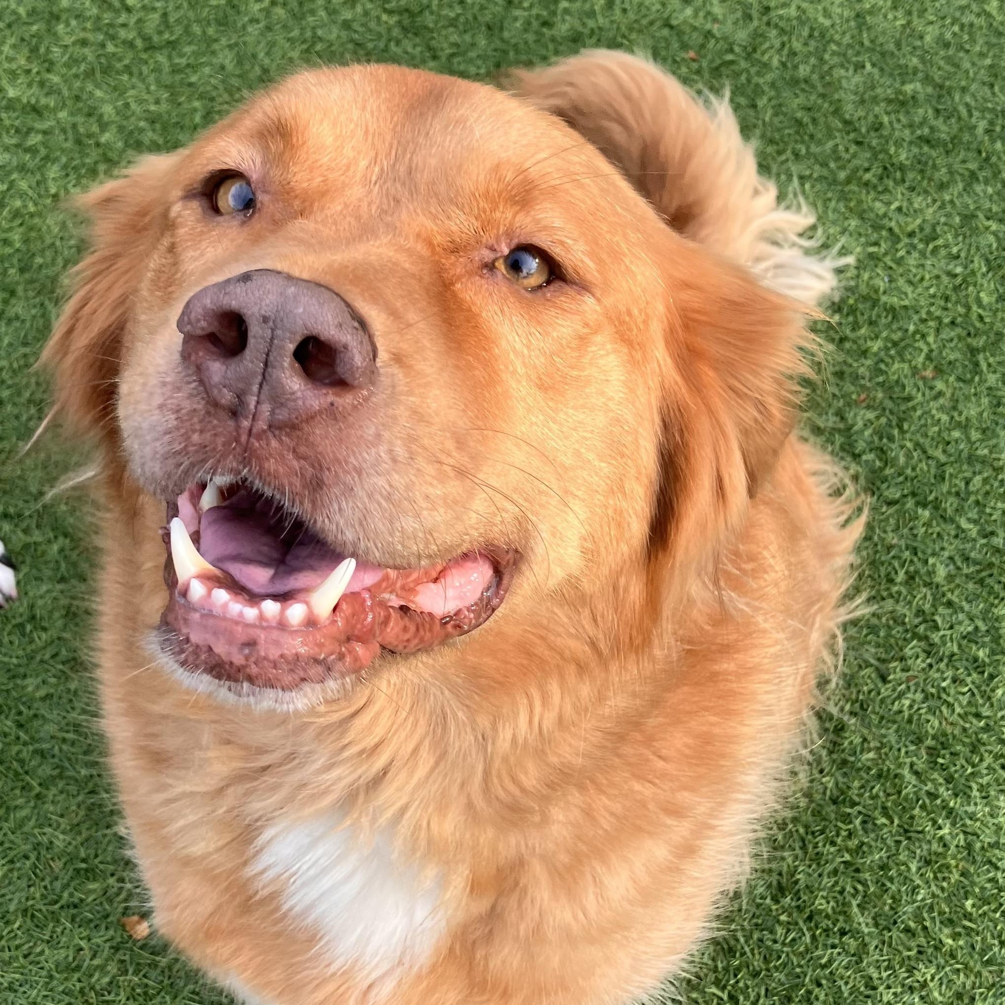 Archer, Adoptable, Adult Male Chesapeake Bay Retriever & Hound.