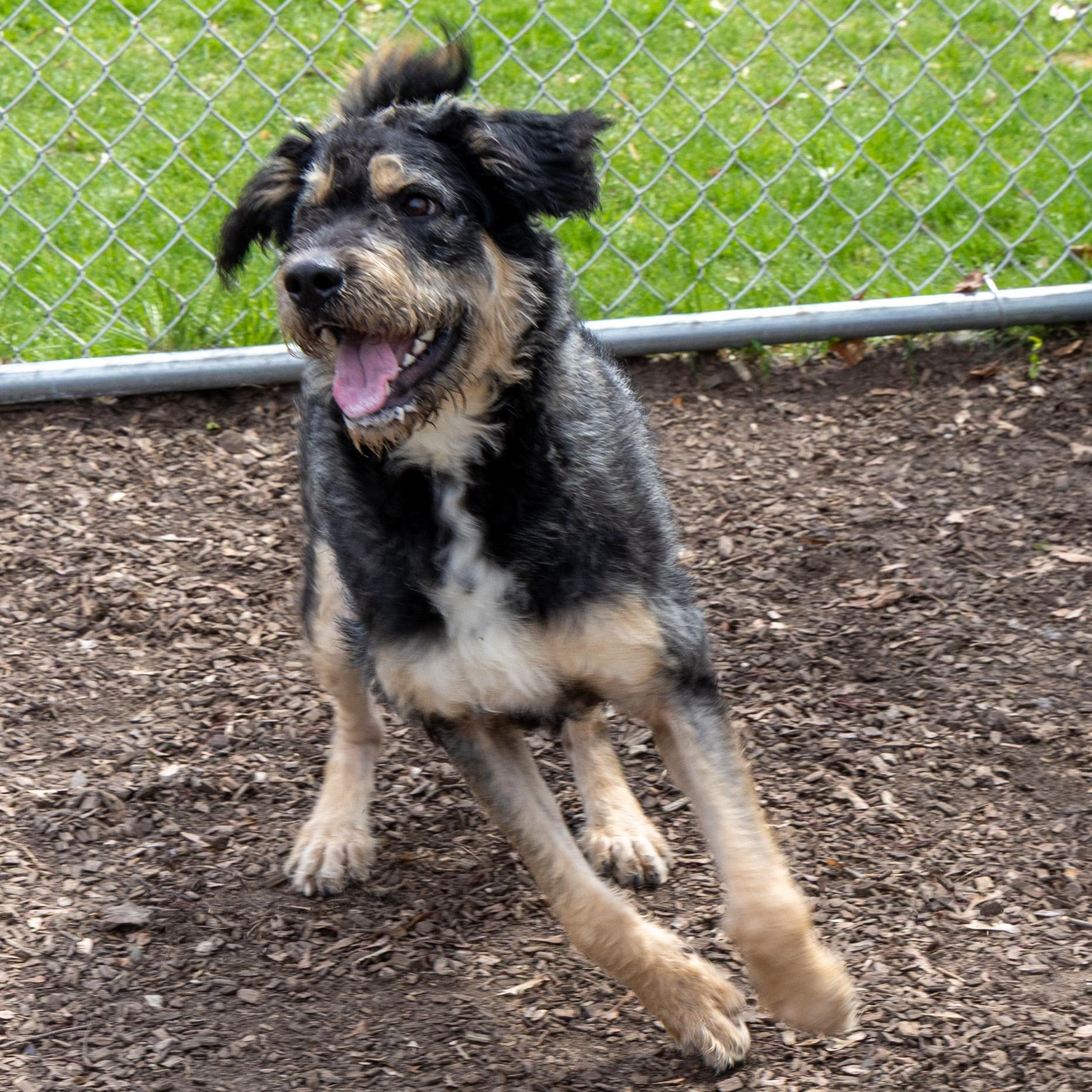 Miss Frizzle, ADOPTABLE, Young Female Mixed Breed.