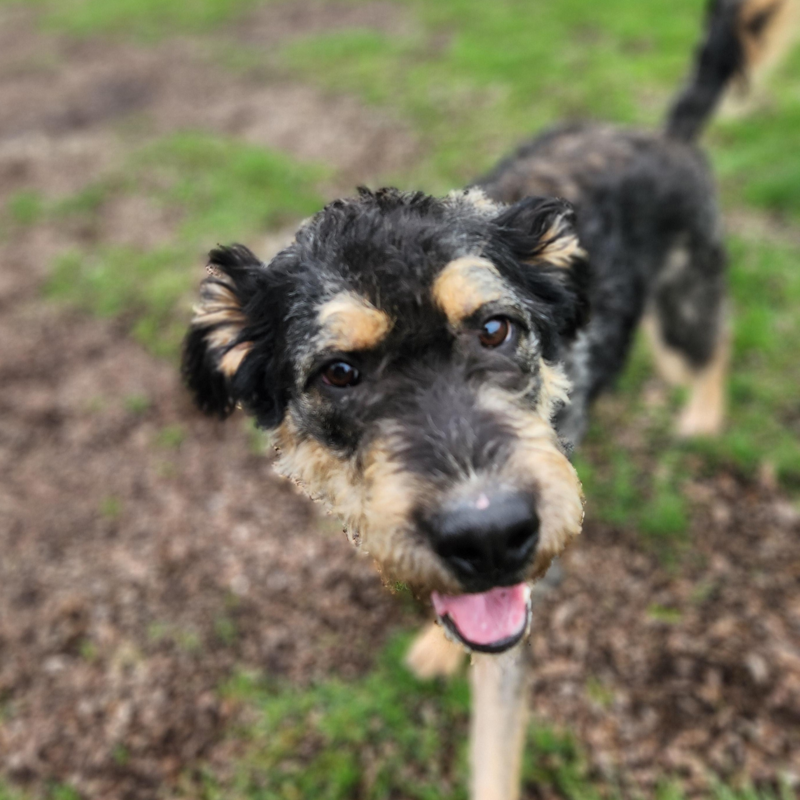 Enlarge Miss Frizzle, a ADOPTABLE Mixed Breed in Mount Pleasant, MI image 2/5