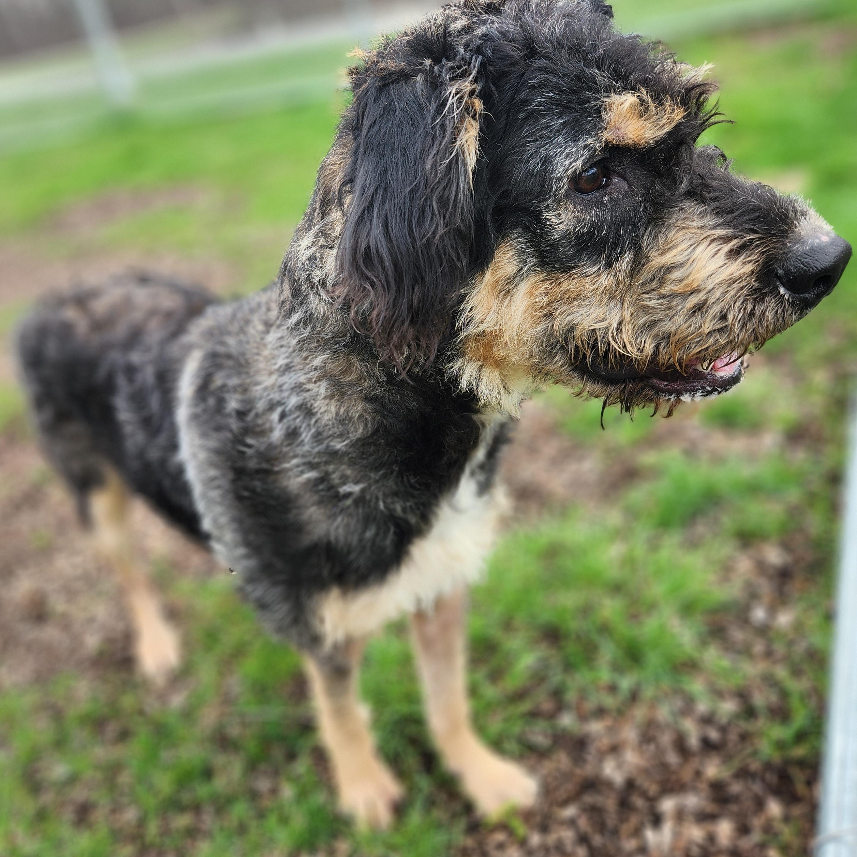 Enlarge Miss Frizzle, a ADOPTABLE Mixed Breed in Mount Pleasant, MI image 3/5