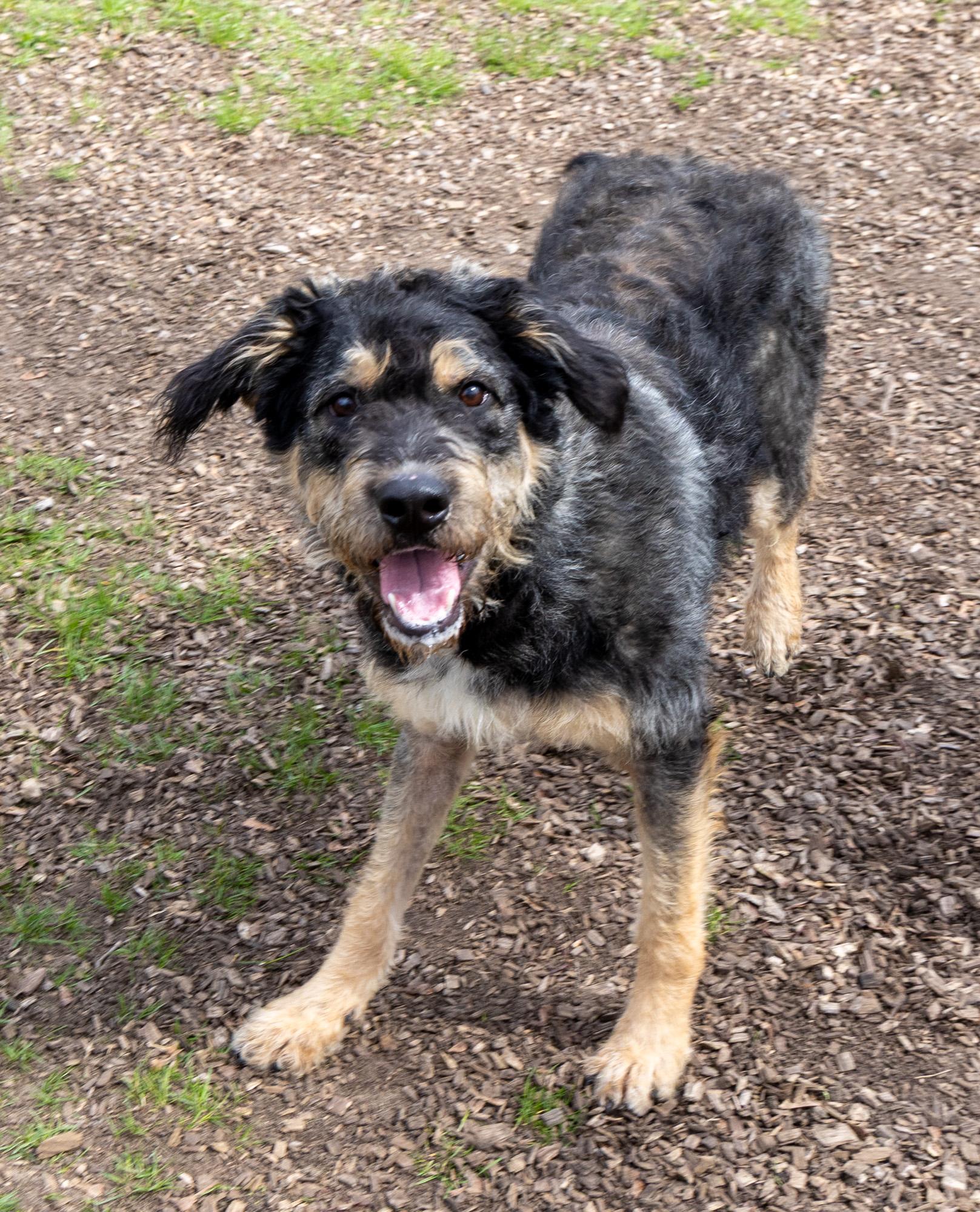 Enlarge Miss Frizzle, a ADOPTABLE Mixed Breed in Mount Pleasant, MI image 5/5