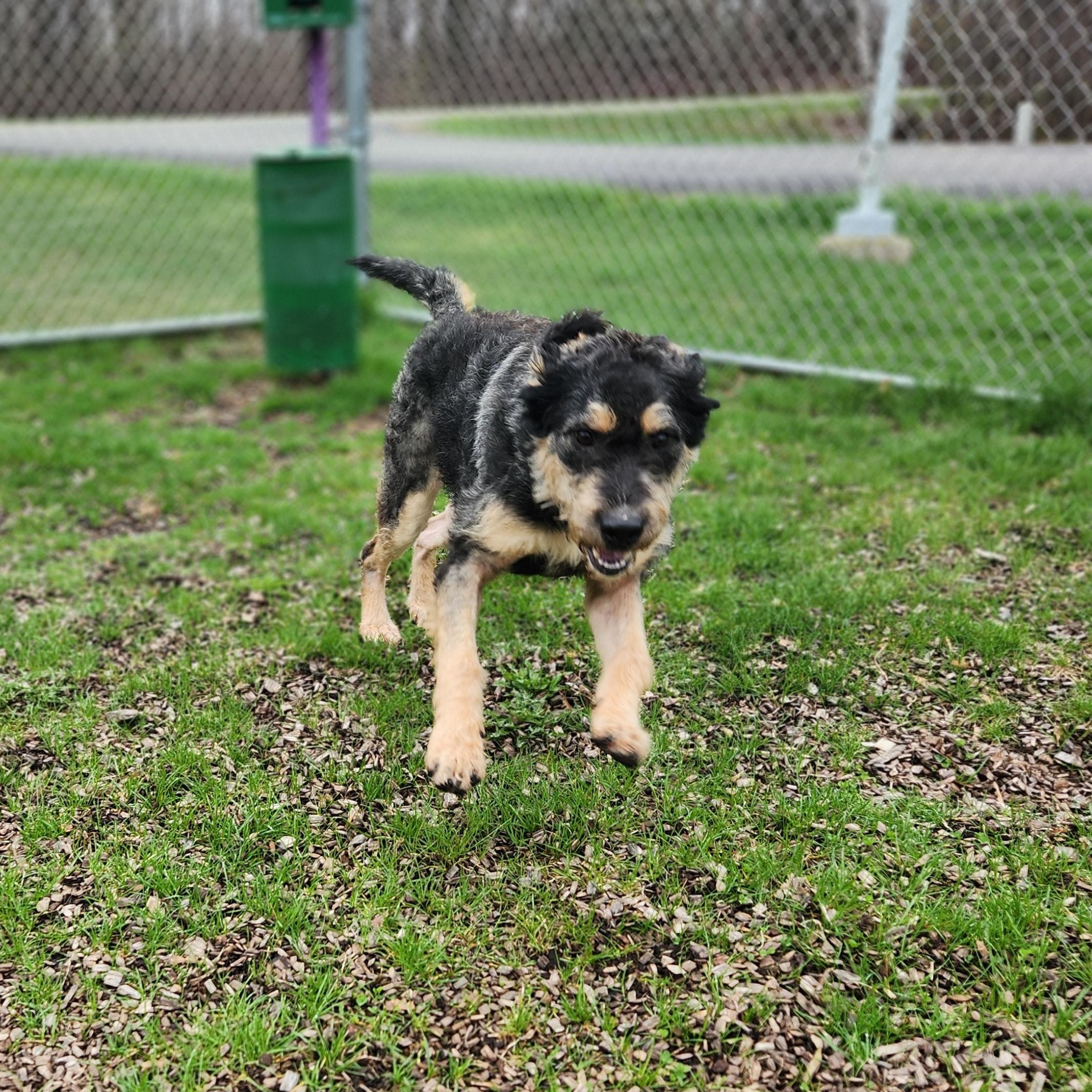 Enlarge Miss Frizzle, a ADOPTABLE Mixed Breed in Mount Pleasant, MI image 4/5