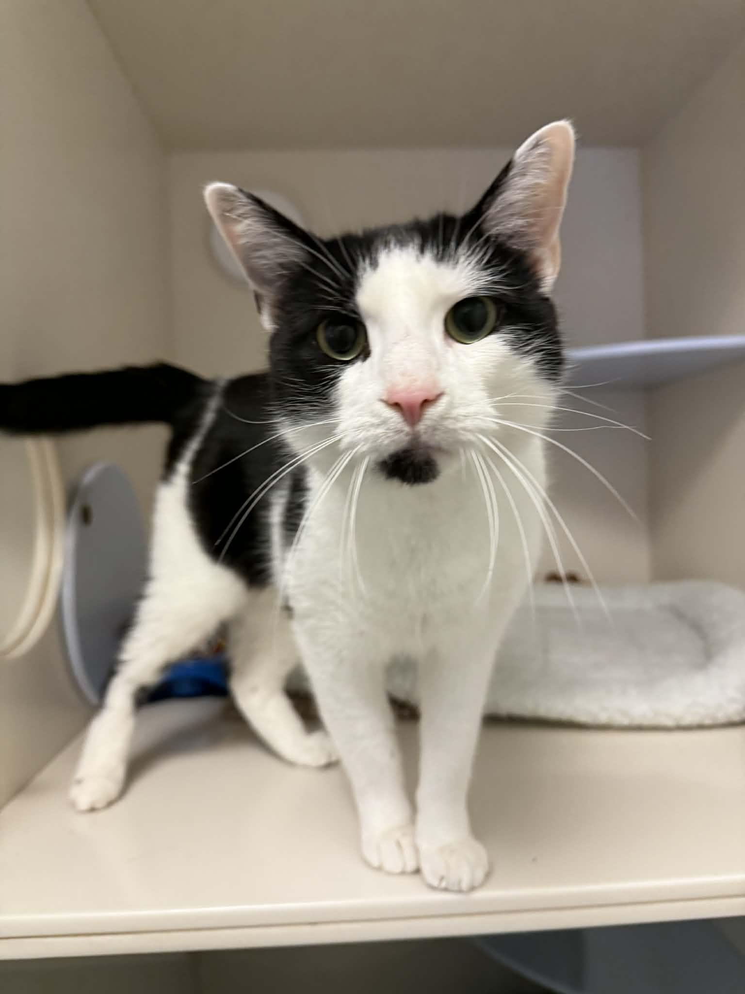 Gizmo, Adoptable, Adult Male Domestic Short Hair.