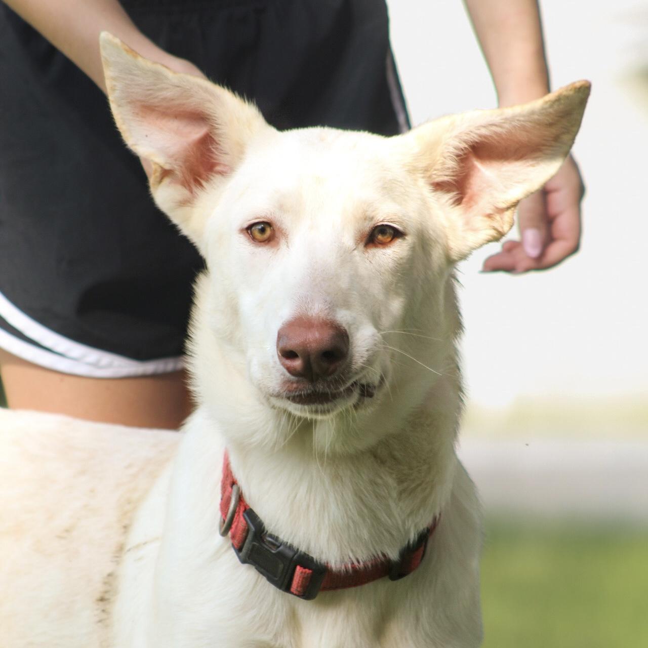 Enlarge Elevator, a Adoptable mixed breed in Columbia, SC image 5/6