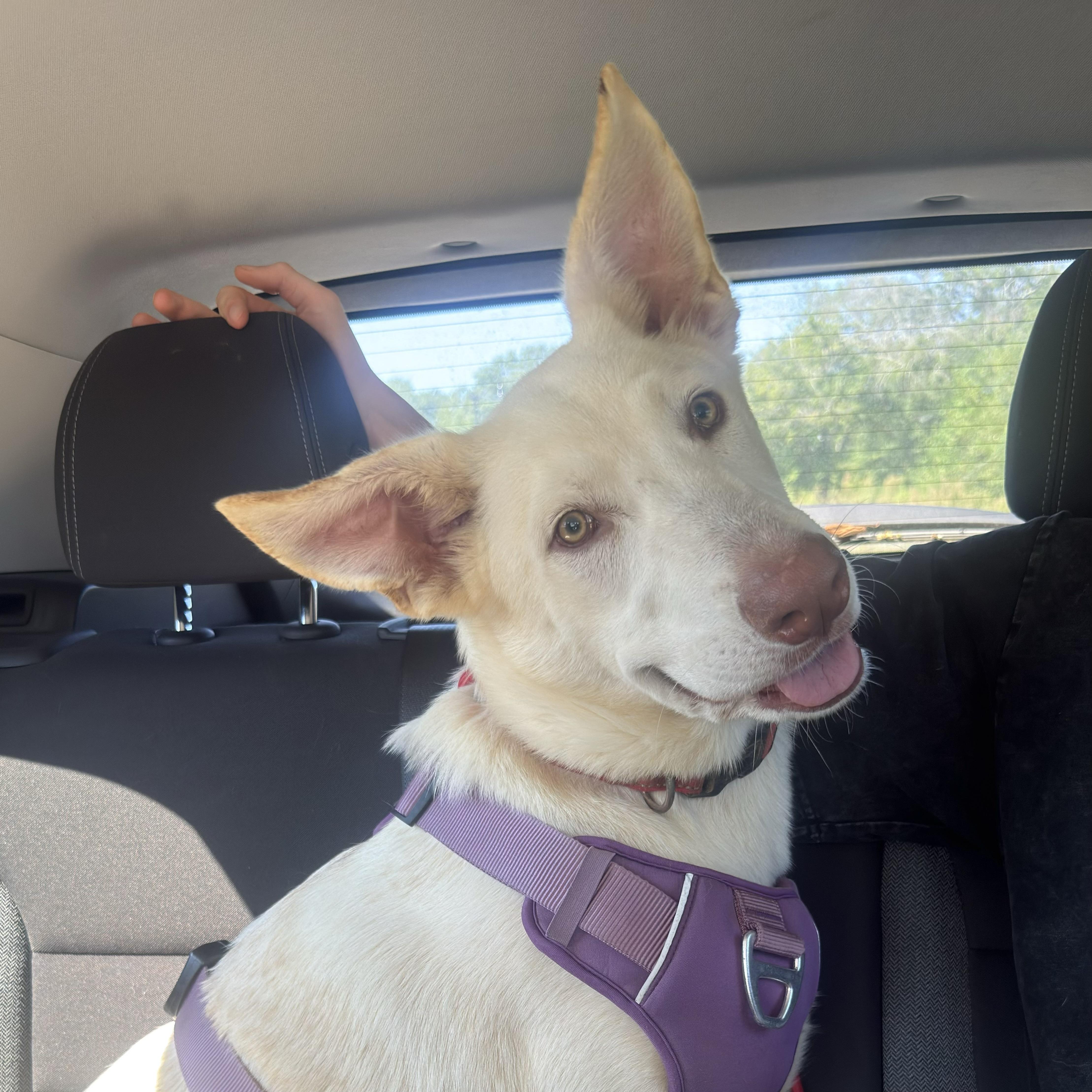 Enlarge Elevator, a Adoptable mixed breed in Columbia, SC image 3/6