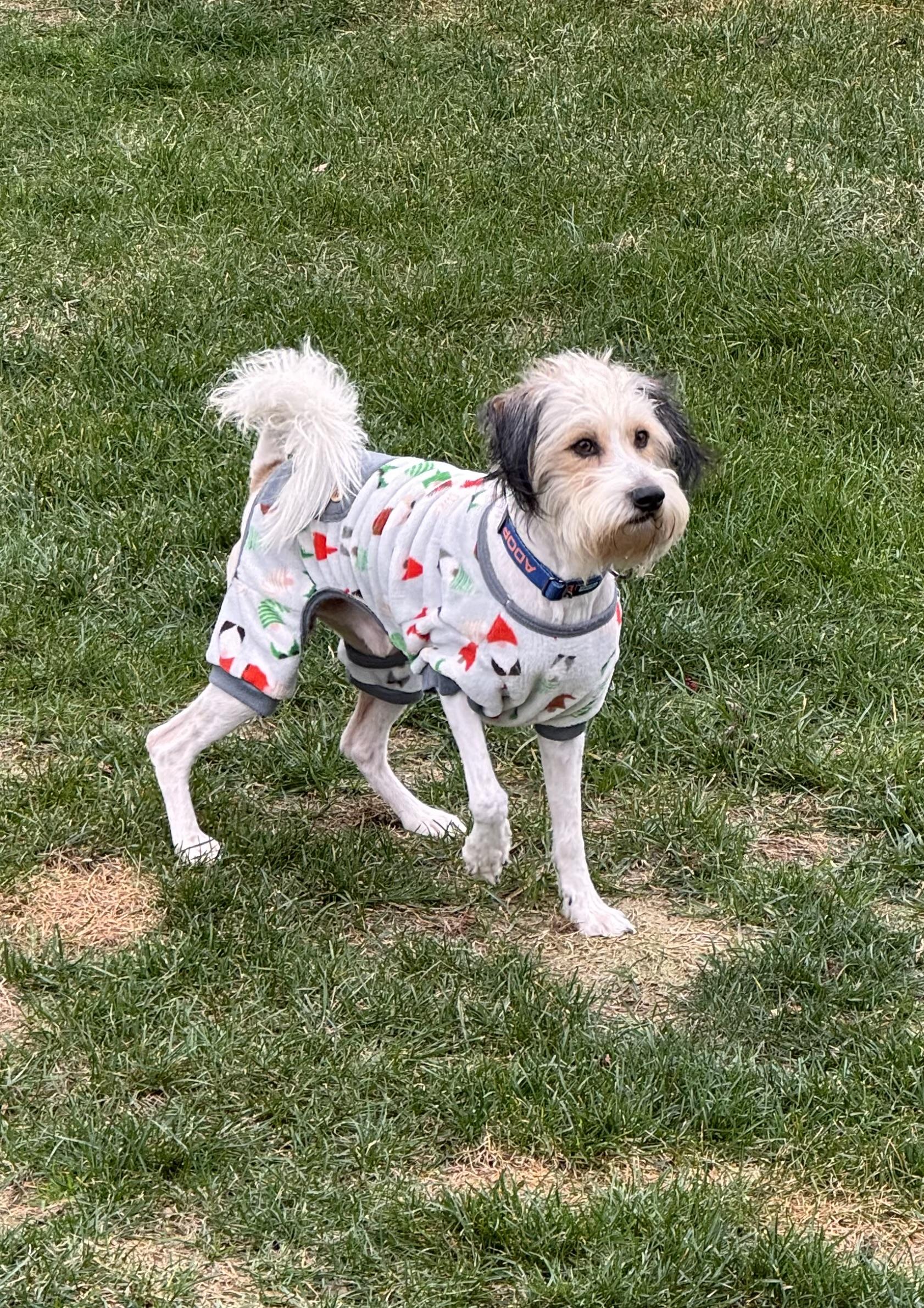 Henri, Adoptable, Adult Male Poodle & Schnauzer.