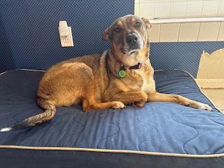 Rosie-Posie, Adoptable, Adult Female Shepherd & Labrador Retriever.