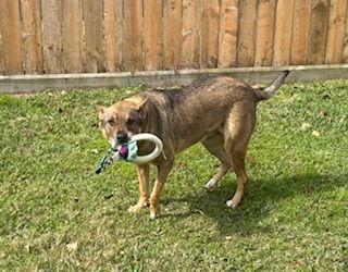 Enlarge Rosie-Posie, a Adoptable mixed breed in Katy, TX image 2/3