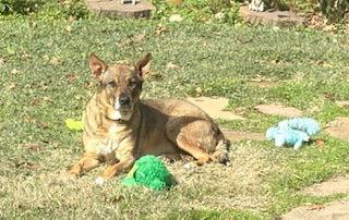 Enlarge Rosie-Posie, a Adoptable mixed breed in Katy, TX image 3/3