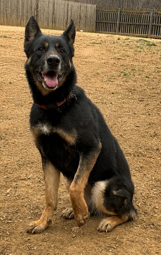 Harley G, a Adoptable German Shepherd Dog in Baltimore, MD image 1/3