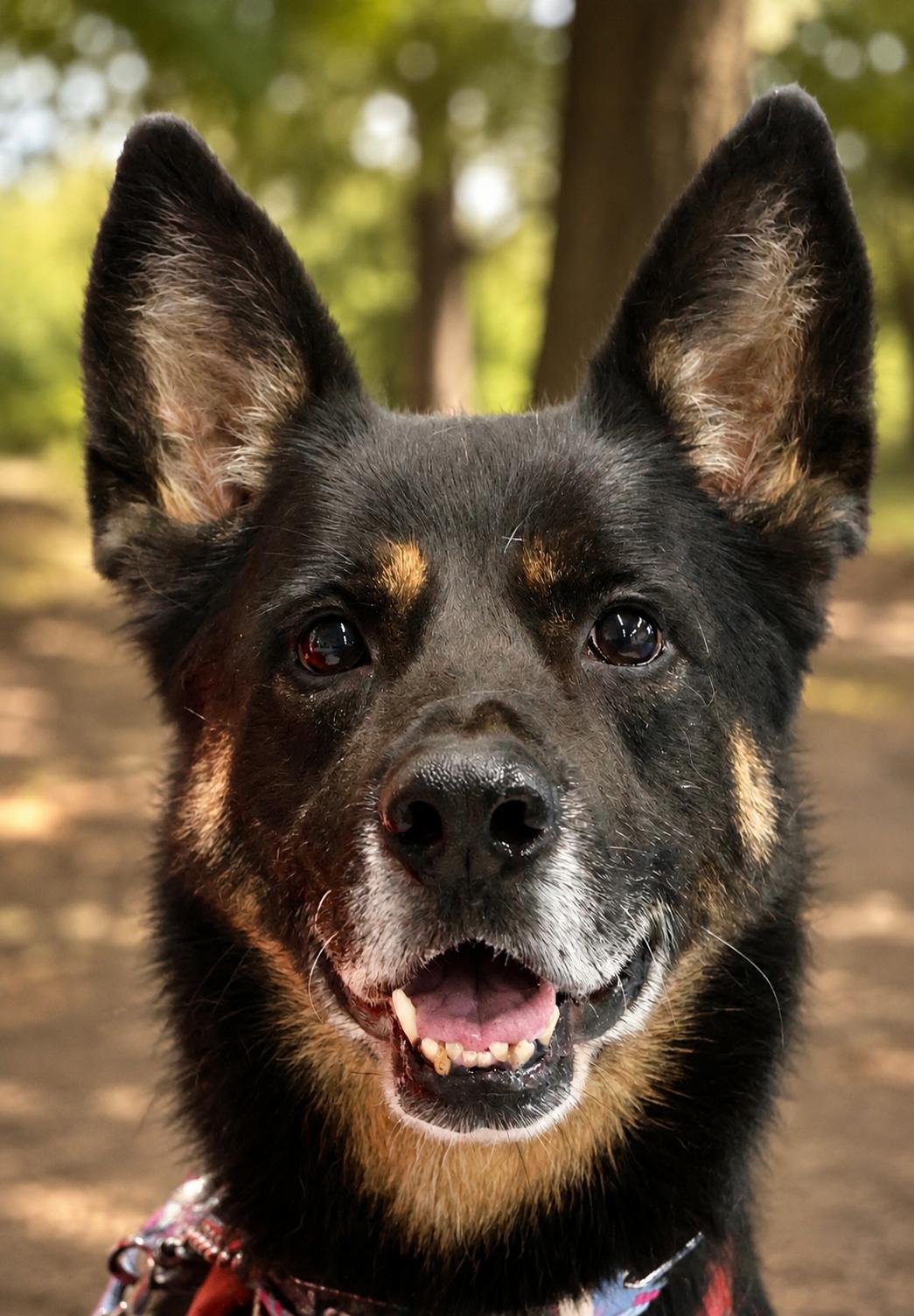 Harley G, Adoptable, Adult Female German Shepherd Dog.