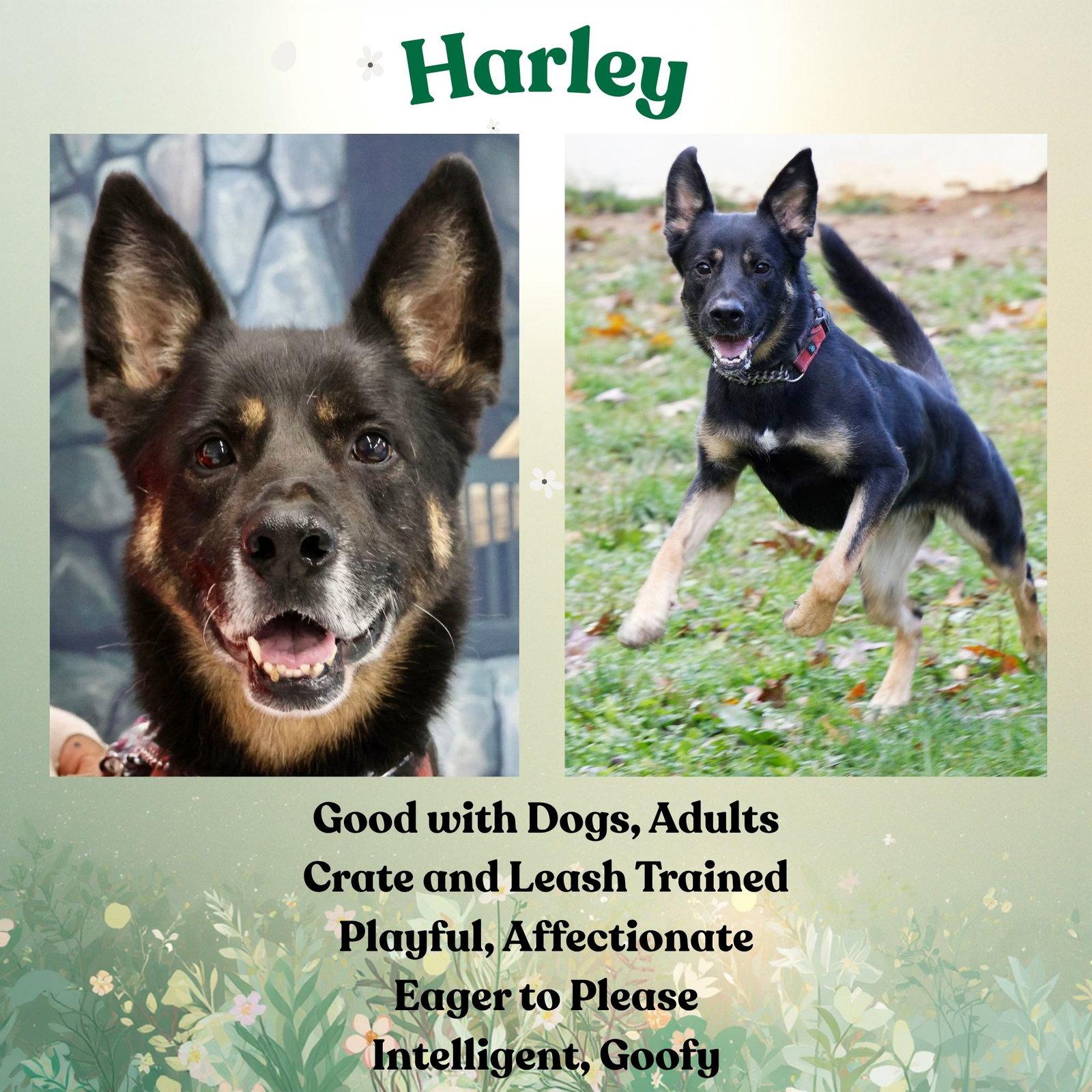 Enlarge Harley G, a Adoptable German Shepherd Dog in Baltimore, MD image 1/3