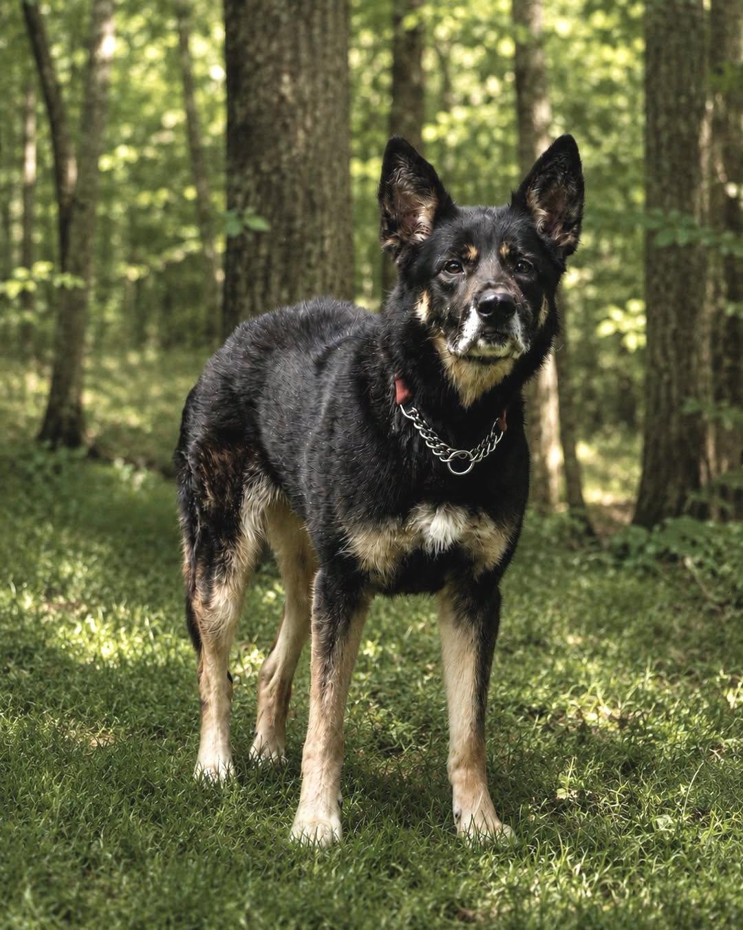 Harley G, a Adoptable German Shepherd Dog in Baltimore, MD image 1/3
