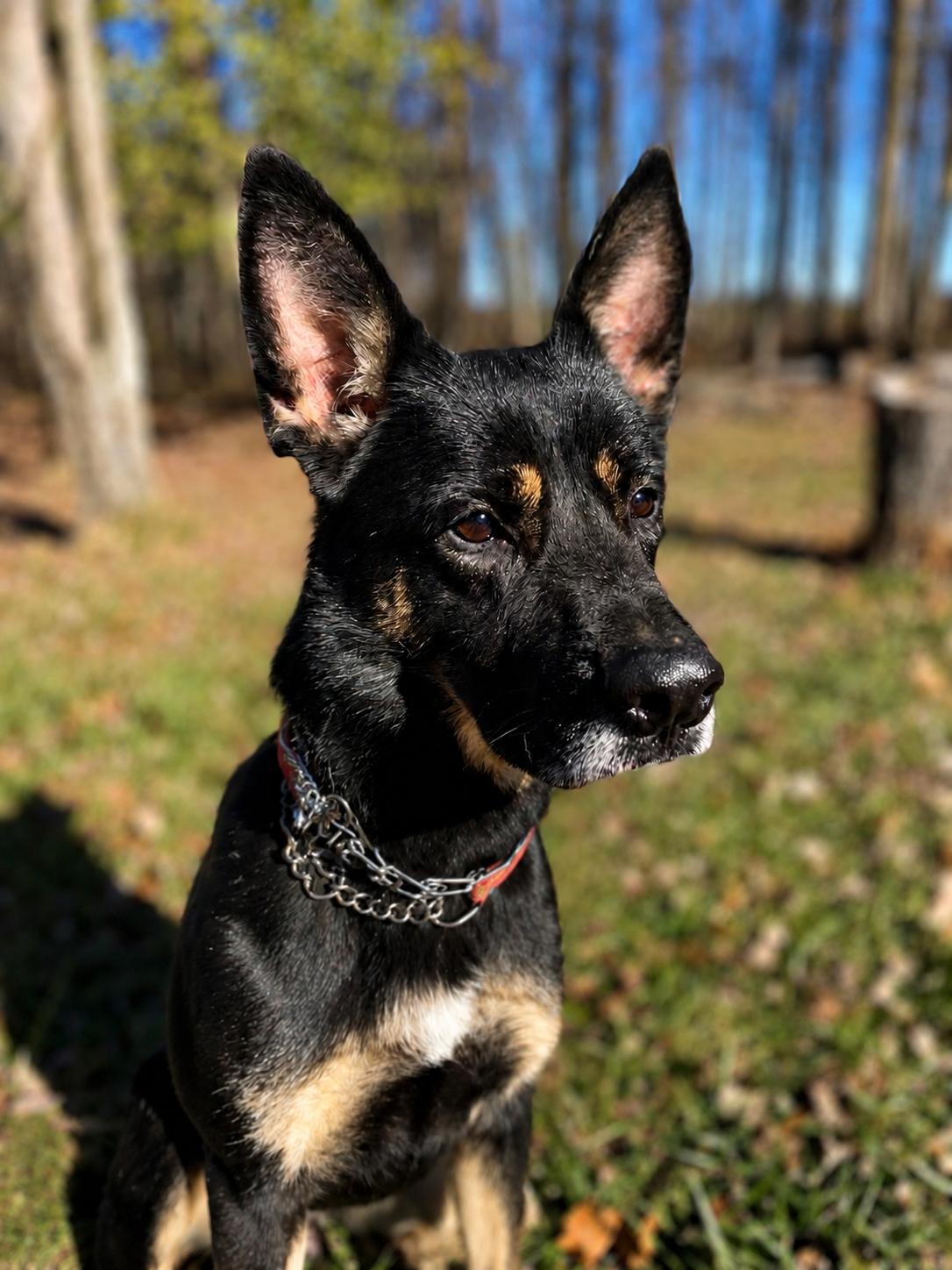 Harley G, a Adoptable German Shepherd Dog in Baltimore, MD image 2/3