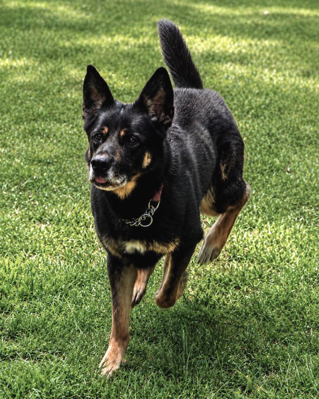 Harley G, a Adoptable German Shepherd Dog in Baltimore, MD image 3/3