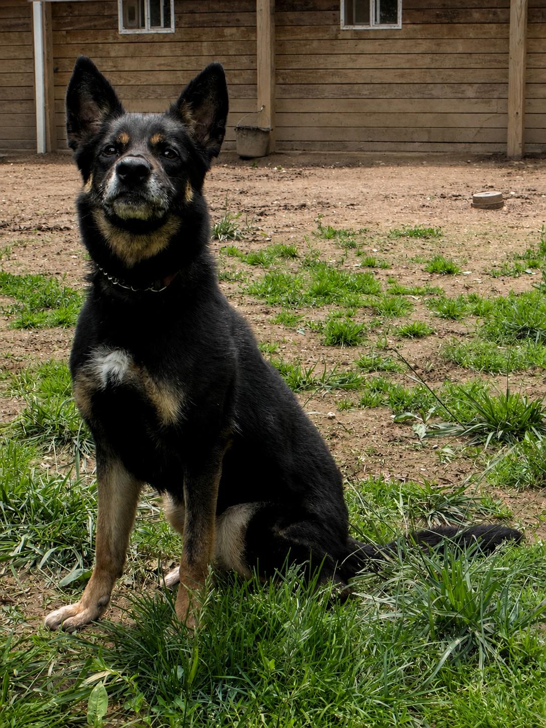 Harley G, a Adoptable German Shepherd Dog in Baltimore, MD image 3/3