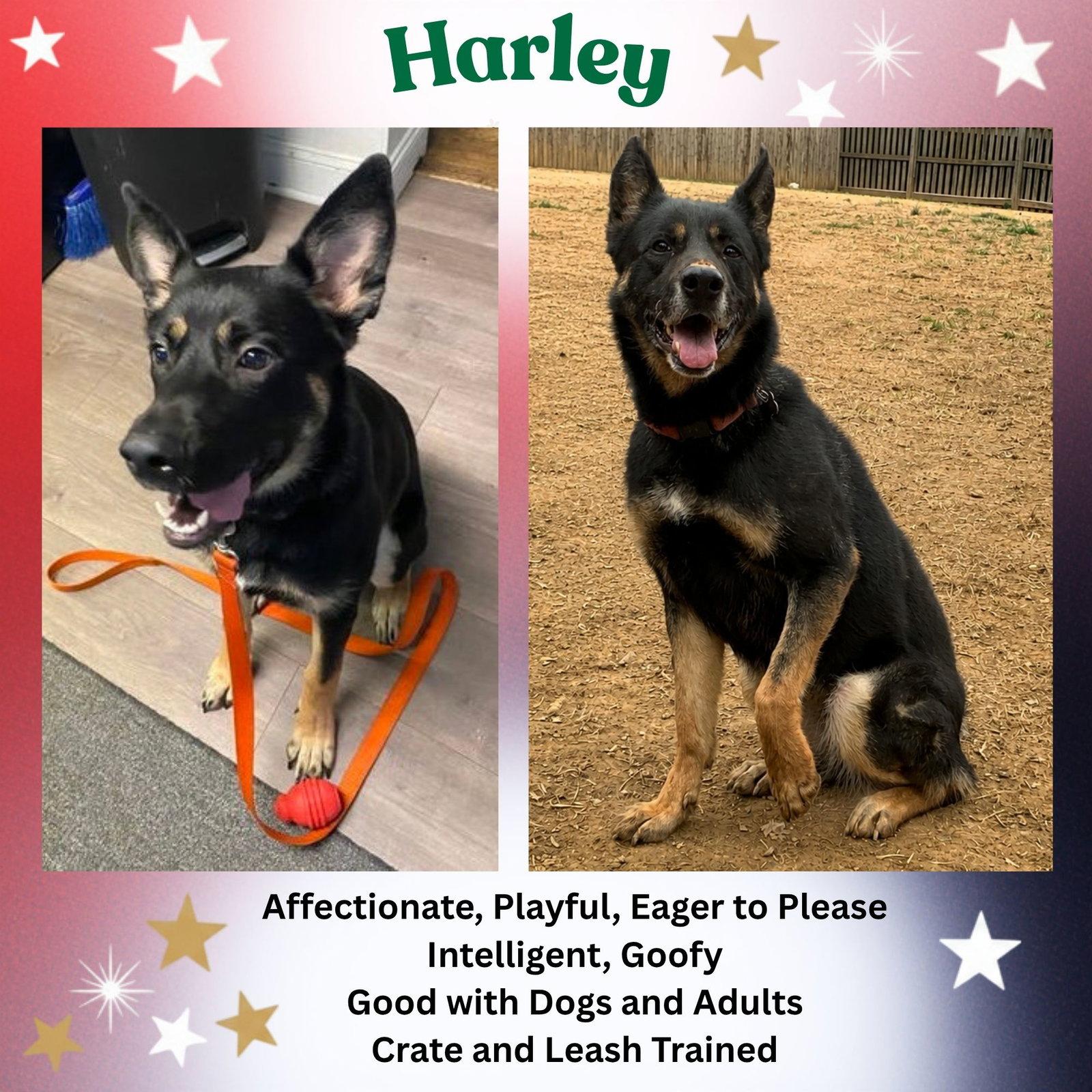 Harley G, a Adoptable German Shepherd Dog in Baltimore, MD image 3/3