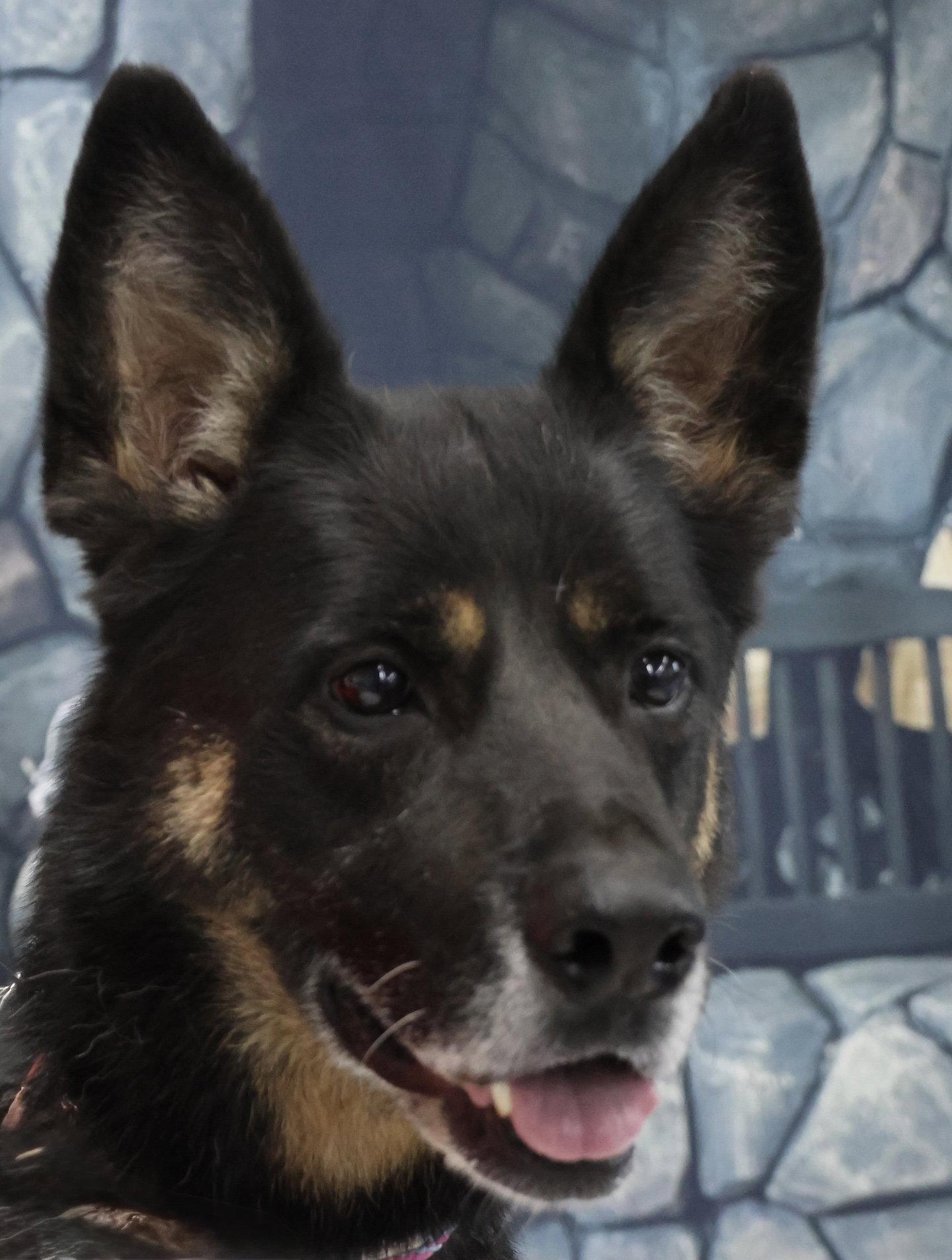 Enlarge Harley G, a Adoptable German Shepherd Dog in Baltimore, MD image 2/3