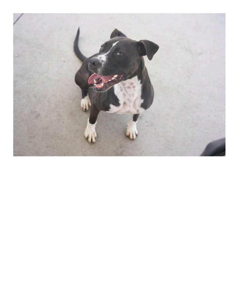 Enlarge Blaze, a Adoptable mixed breed in Crescent City, FL image 1/6