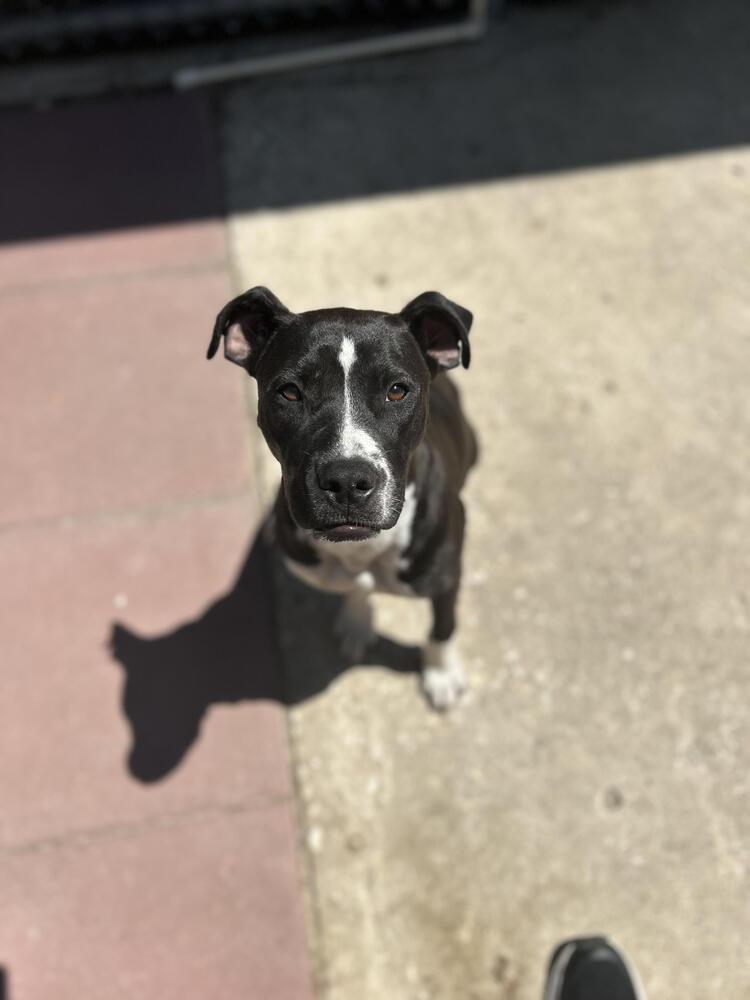 Enlarge Blaze, a Adoptable mixed breed in Crescent City, FL image 2/6