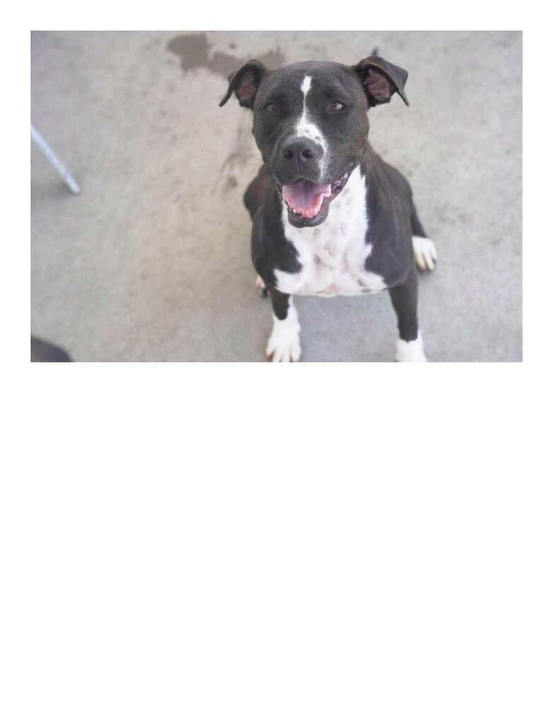 Enlarge Blaze, a Adoptable mixed breed in Crescent City, FL image 3/6