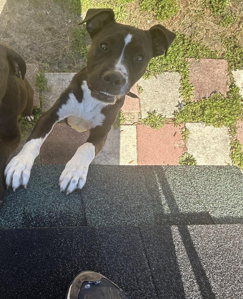 Enlarge Blaze, a Adoptable mixed breed in Crescent City, FL image 4/6