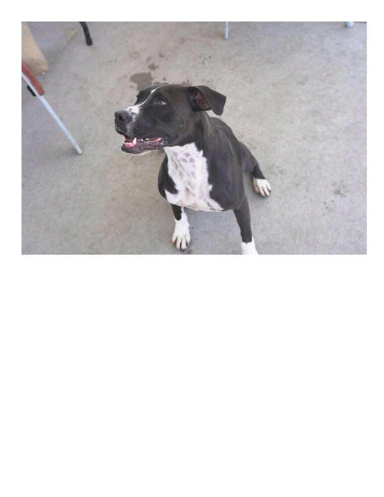 Enlarge Blaze, a Adoptable mixed breed in Crescent City, FL image 5/6