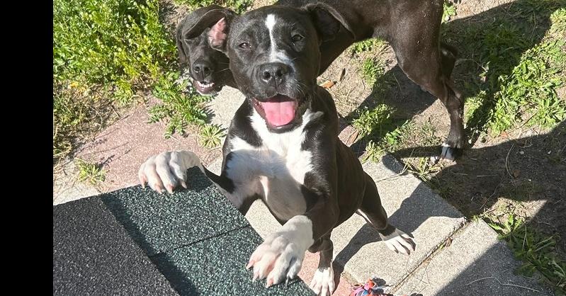 Enlarge Blaze, a Adoptable mixed breed in Crescent City, FL image 6/6