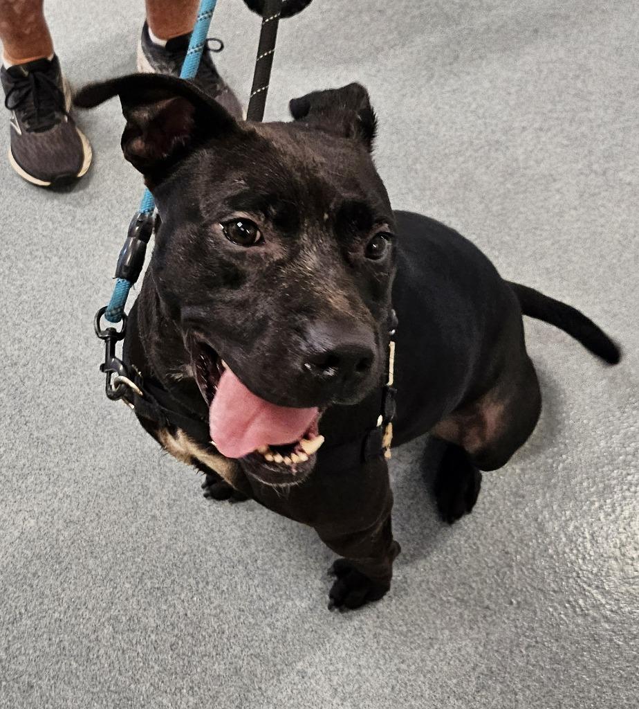 Enlarge Jaxx, a Adoptable Staffordshire Bull Terrier in Portland, IN image 2/6